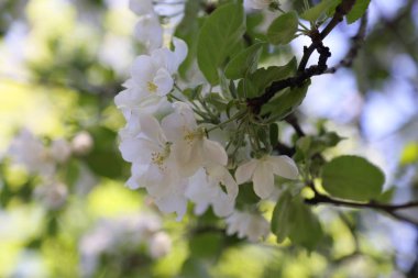 Güzel ve yumuşak elma ağacı çiçeği. Seçilen odak.