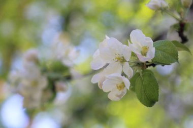 Güzel ve yumuşak elma ağacı çiçeği. Seçilen odak.