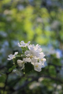 Güzel ve yumuşak elma ağacı çiçeği. Seçilen odak.