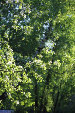 Güzel ve yumuşak elma ağacı çiçeği. Seçilen odak.