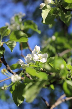 Güzel ve yumuşak elma ağacı çiçeği. Seçilen odak.