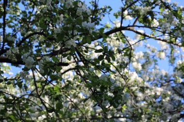 Güzel ve yumuşak elma ağacı çiçeği. Seçilen odak.