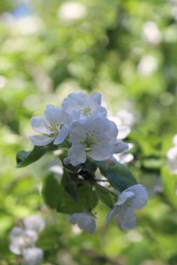 Güzel ve yumuşak elma ağacı çiçeği. Seçilen odak.