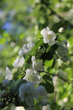 Güzel ve yumuşak elma ağacı çiçeği. Seçilen odak.