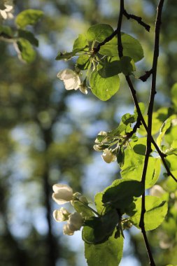 Güzel ve yumuşak elma ağacı çiçeği. Seçilen odak.