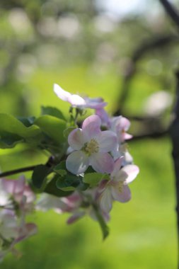 Güzel ve yumuşak elma ağacı çiçeği. Seçilen odak.