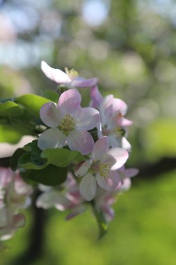 Güzel ve yumuşak elma ağacı çiçeği. Seçilen odak.