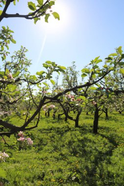 Güzel ve yumuşak elma ağacı çiçeği. Seçilen odak.