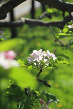 Güzel ve yumuşak elma ağacı çiçeği. Seçilen odak.