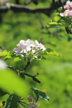 Güzel ve yumuşak elma ağacı çiçeği. Seçilen odak.