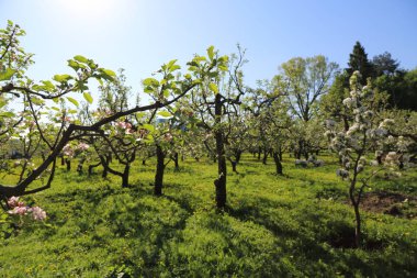 Güzel ve yumuşak elma ağacı çiçeği. Seçilen odak.