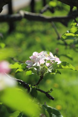 Güzel ve yumuşak elma ağacı çiçeği. Seçilen odak.