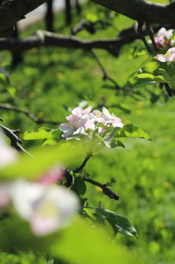 Güzel ve yumuşak elma ağacı çiçeği. Seçilen odak.
