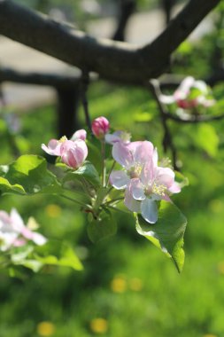 Güzel ve yumuşak elma ağacı çiçeği. Seçilen odak.