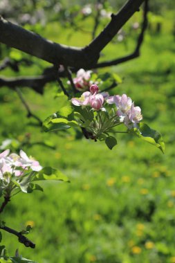 Güzel ve yumuşak elma ağacı çiçeği. Seçilen odak.