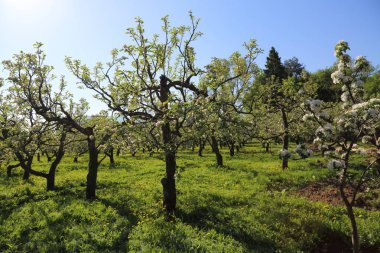 Güzel ve yumuşak elma ağacı çiçeği. Seçilen odak.