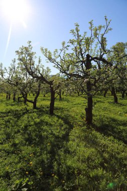 Güzel ve yumuşak elma ağacı çiçeği. Seçilen odak.