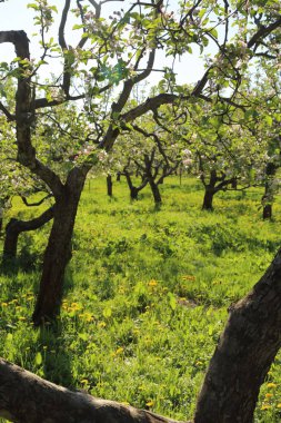 Güzel ve yumuşak elma ağacı çiçeği. Seçilen odak.