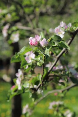 Güzel ve yumuşak elma ağacı çiçeği. Seçilen odak.