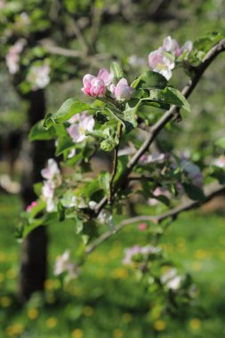 Güzel ve yumuşak elma ağacı çiçeği. Seçilen odak.