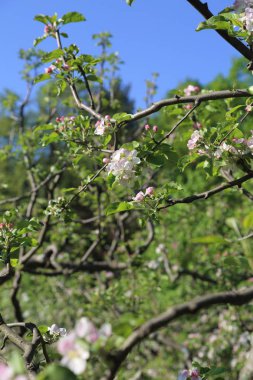 Güzel ve yumuşak elma ağacı çiçeği. Seçilen odak.