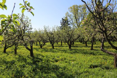 Güzel ve yumuşak elma ağacı çiçeği. Seçilen odak.