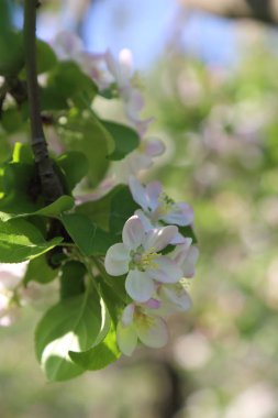 Güzel ve yumuşak elma ağacı çiçeği. Seçilen odak.
