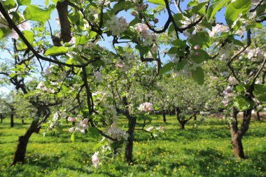 Güzel ve yumuşak elma ağacı çiçeği. Seçilen odak.