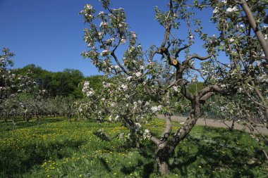 Güzel ve yumuşak elma ağacı çiçeği. Seçilen odak.