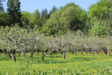 Güzel ve yumuşak elma ağacı çiçeği. Seçilen odak.