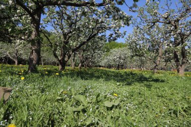 Güzel ve yumuşak elma ağacı çiçeği. Seçilen odak.