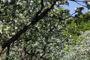 Güzel ve yumuşak elma ağacı çiçeği. Seçilen odak.