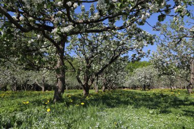 Güzel ve yumuşak elma ağacı çiçeği. Seçilen odak.