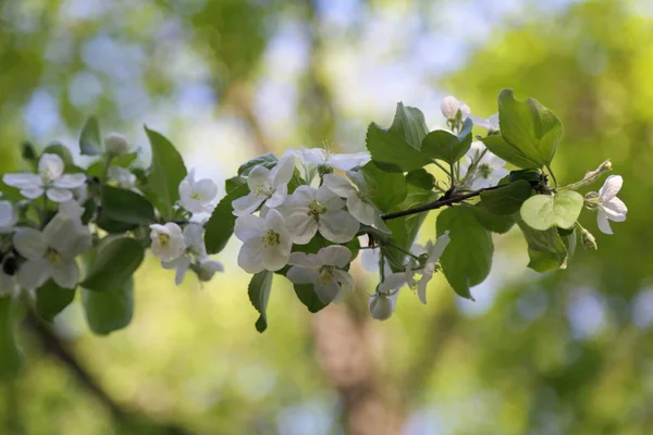 Прекрасный Нежный Цветок Яблони Выбранный Фокус — стоковое фото