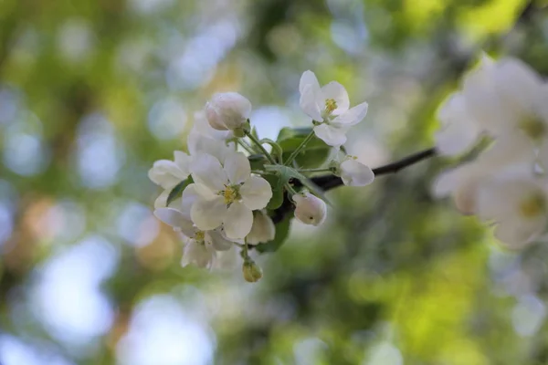 Прекрасный Нежный Цветок Яблони Выбранный Фокус — стоковое фото