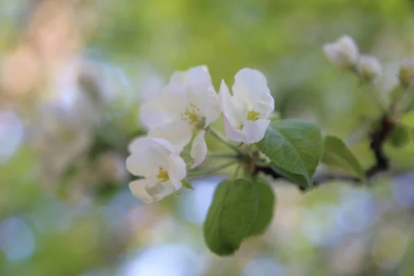 素敵な柔らかいリンゴの木の花 選択したフォーカス — ストック写真