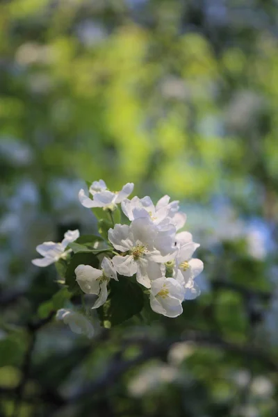 Lovely Tender Apple Tree Blossom Selected Focus — Stock Photo, Image