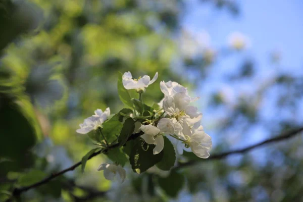 Lovely Tender Apple Tree Blossom Selected Focus — Stock Photo, Image