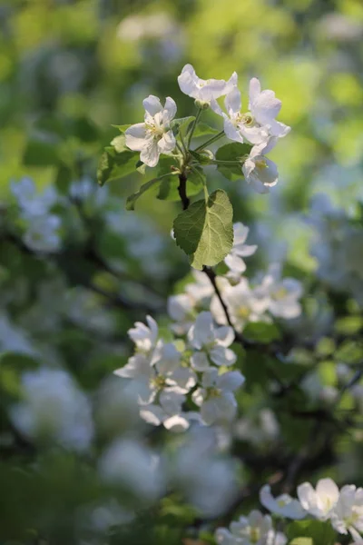 Lovely Tender Apple Tree Blossom Selected Focus — Stock Photo, Image