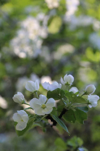 Lovely Tender Apple Tree Blossom Selected Focus — Stock Photo, Image