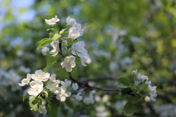 Schöne Und Zarte Apfelbaumblüte Ausgewählter Schwerpunkt — Stockfoto