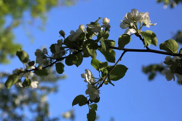 Lovely Tender Apple Tree Blossom Selected Focus — Stock Photo, Image