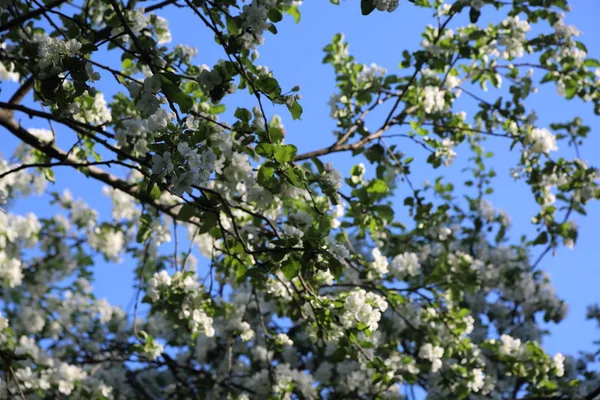 Härlig Och Anbud Träd Äppelblom Valda Fokus — Stockfoto