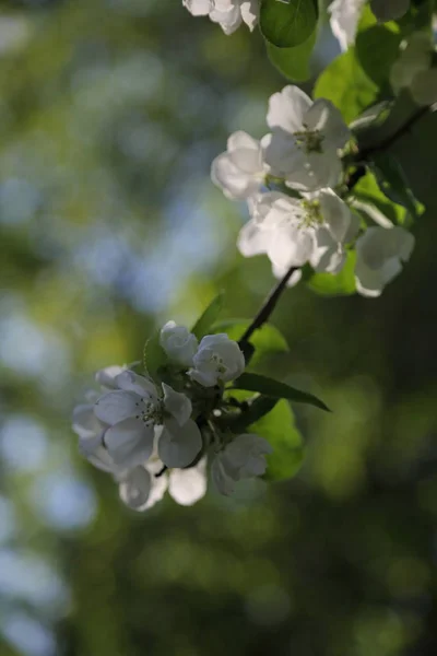 Lovely Tender Apple Tree Blossom Selected Focus — Stock Photo, Image