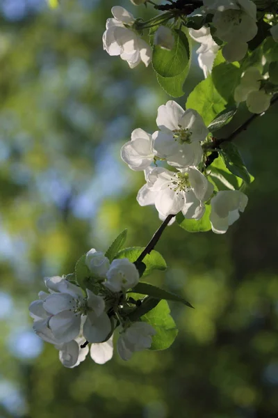 Lovely Tender Apple Tree Blossom Selected Focus — Stock Photo, Image