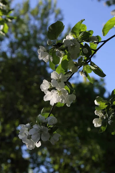 Lovely Tender Apple Tree Blossom Selected Focus — Stock Photo, Image