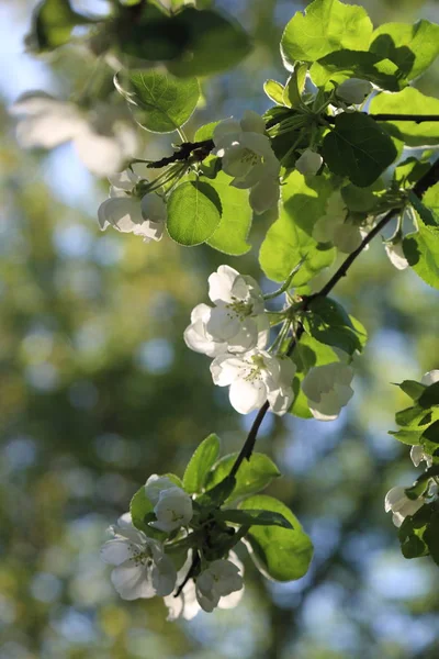 Lovely Tender Apple Tree Blossom Selected Focus — Stock Photo, Image