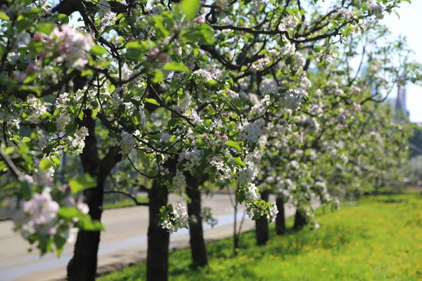 Schöne Und Zarte Apfelbaumblüte Ausgewählter Schwerpunkt — Stockfoto