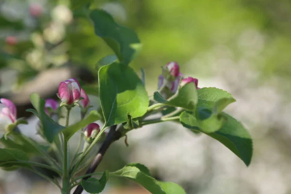 Lovely Tender Apple Tree Blossom Selected Focus — Stock Photo, Image