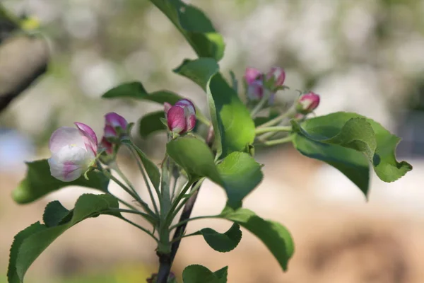 Lovely Tender Apple Tree Blossom Selected Focus — Stock Photo, Image